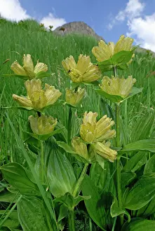 Punctata: Spotted Gentian