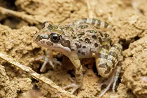 Tasmaniensis: Spotted Grass Frog