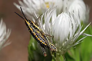 Grashopper: Spotted Grasshopper