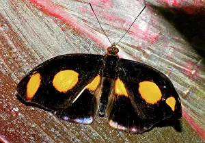 Grecian: Spotted Grecian Shoemaker Butterfly