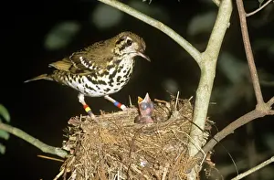 Zoothera: Spotted ground-thrush
