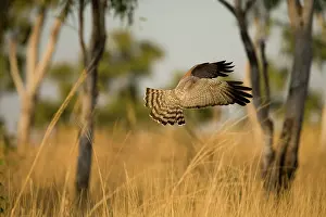 Assimilis: Spotted Harrier