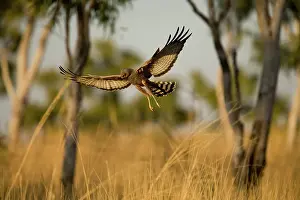 Assimilis: Spotted Harrier