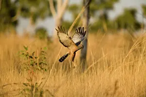 Assimilis: Spotted Harrier