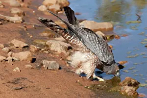 Assimilis: Spotted Harrier