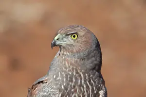 Assimilis: Spotted Harrier