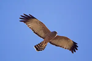 Harriers: Spotted Harrier