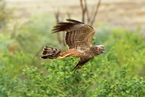Downs: Spotted Harrier