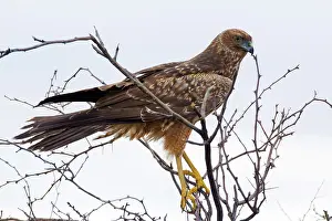 Circus: Spotted Harrier
