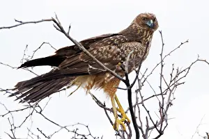 Circus: Spotted Harrier