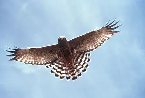 Harrier: SPOTTED HARRIER - in flight