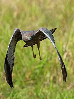 Harrier: Spotted Harrier - in flight
