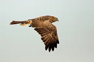 Harriers: Spotted Harrier / Smoke Hawk