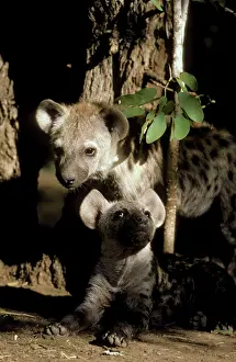 Hyaenas: Spotted Hyaena - 2 different aged young at a mopane