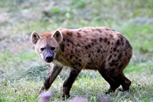Hyaenas: Spotted Hyaena