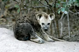 Hyaenas: Spotted Hyaena
