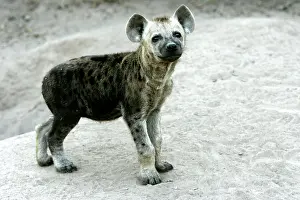 Hyaenas: Spotted Hyaena