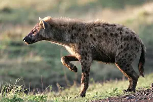 Hyaenas: Spotted Hyaena