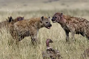 Hyaenas: Spotted Hyaena - two