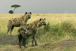 Hyaenas: Spotted Hyaena - two together