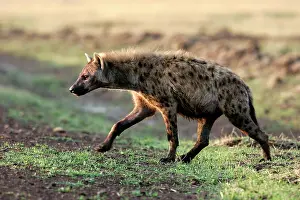 Hyaenas: Spotted Hyaena