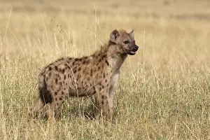 Hyaenas: Spotted Hyaena