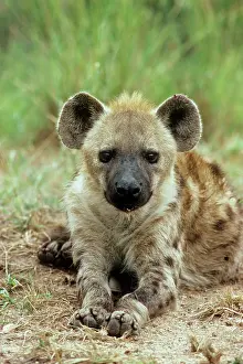 Hyaena: SPOTTED HYAENA