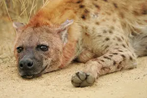 Hyaena: Spotted Hyaena