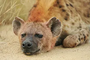 Hyaena: Spotted Hyaena