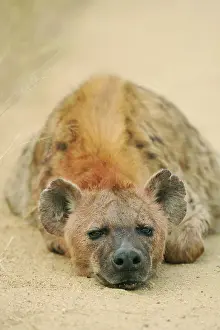 Hyaena: Spotted Hyaena