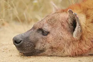 Hyaena: Spotted Hyaena