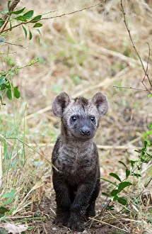 Hyaena: Spotted Hyaena