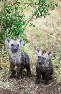 Hyaena: Spotted Hyaena