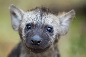 Hyaena: Spotted Hyaena