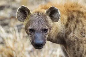 Hyaena: Spotted Hyaena