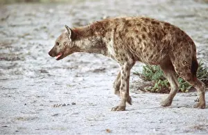 Martin Beames: SPOTTED HYAENA