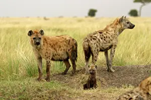Hyaenas: Spotted Hyaena - adults with cub