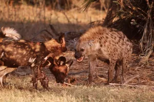 Hyaena: Spotted Hyaena & African Hunting DOG - stand off