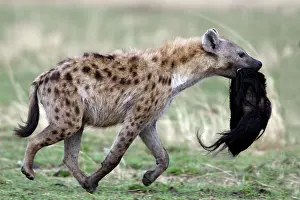 Hyaenas: Spotted Hyaena - carrying prey of wildebeest head