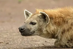 Hyaenas: Spotted Hyaena - close-up of head