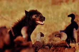 Compete: Spotted Hyaena - Compete with vultures over carcasses