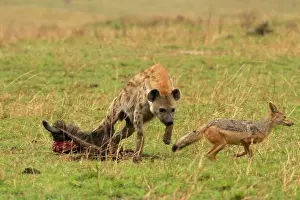 Hyaenas: Spotted Hyaena - Confronting Jackal next to kill