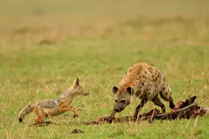 Hyaenas: Spotted Hyaena - confronting Jackal by kill