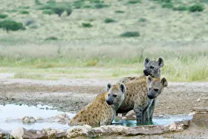 Hyaena: Spotted Hyaena cooling off at Kousant waterhole