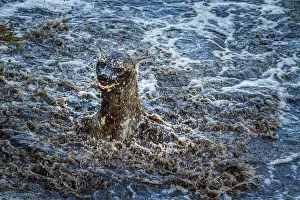 Splash: Spotted hyaena (Crocuta crocuta) playing in water