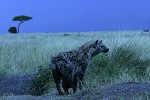 Hyaenas: Spotted Hyaena - With cub