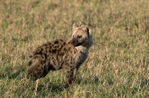 Hyaena: Spotted Hyaena cub (Crocuta crocuta), Masai