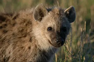 Hyaena: Spotted Hyaena cub (Crocuta crocuta), Masai