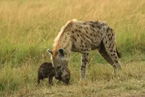 Hyaenas: Spotted Hyaena - With cub in mouth