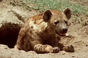 Outs: SPOTTED HYAENA - at den